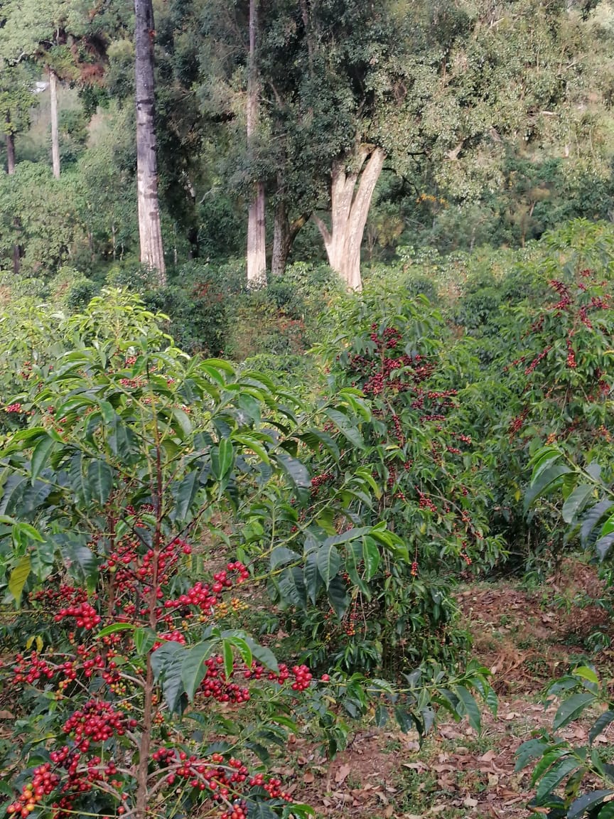 Highland Forest Cherries