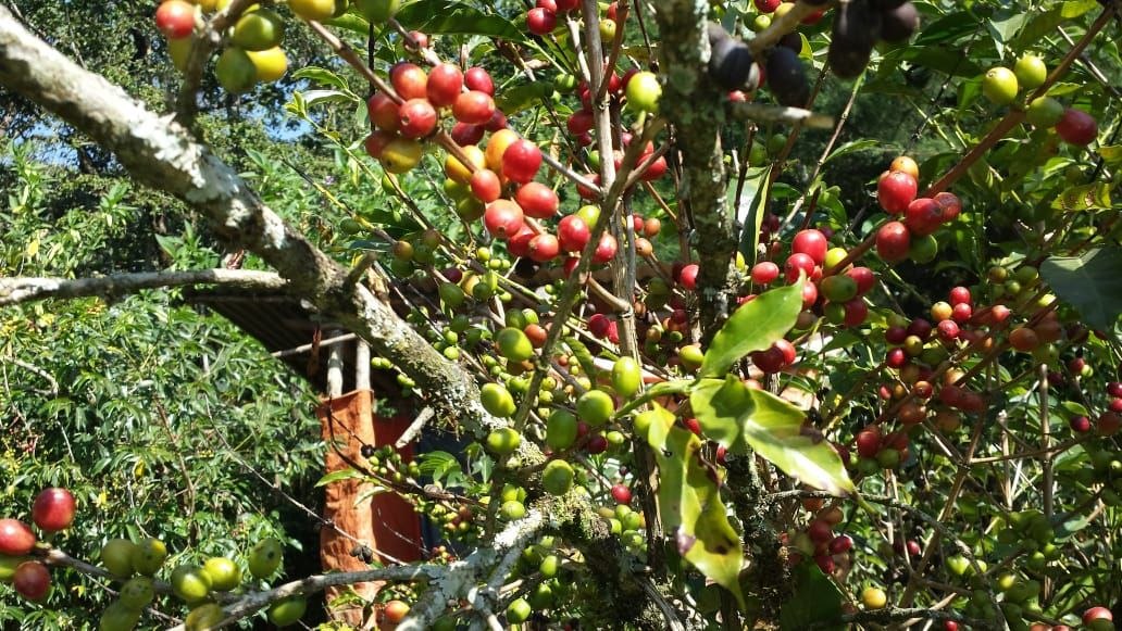 Ripening coffee cherries on branch in Ethiopian highlands
