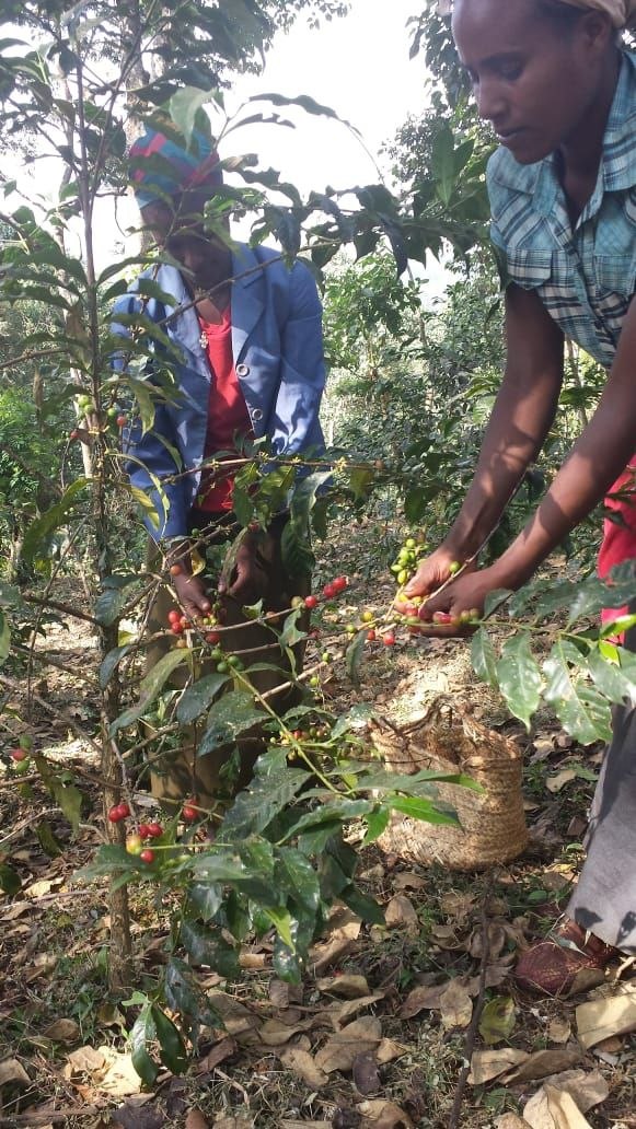 Women farmers hand-picking ripe red coffee cherries