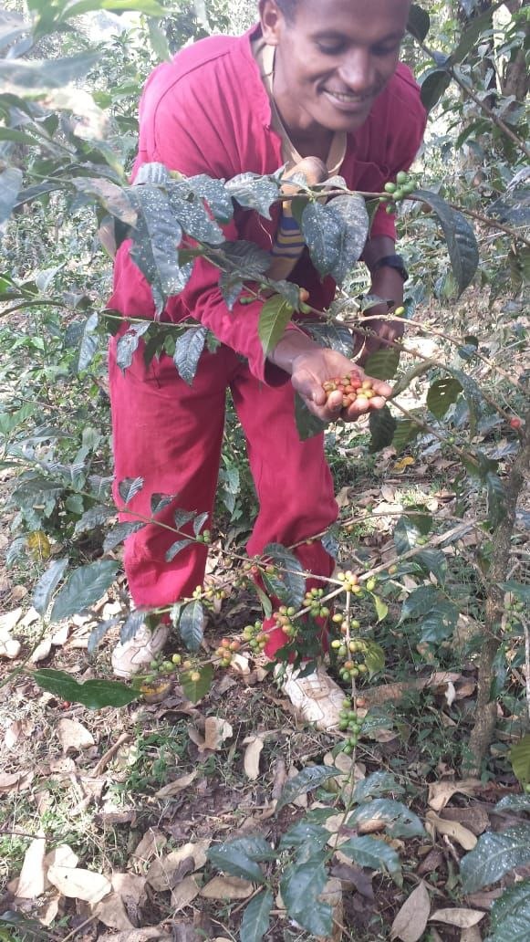 Joyful Coffee Harvest
