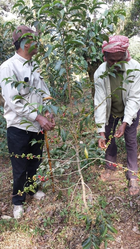 Agricultural experts checking crop development and cherry health
