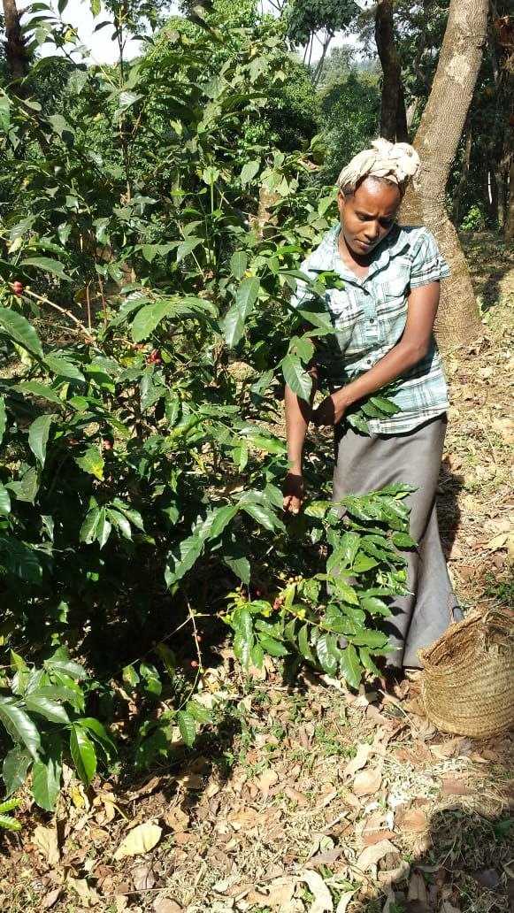 Farmer harvesting cherries into a traditional woven basket