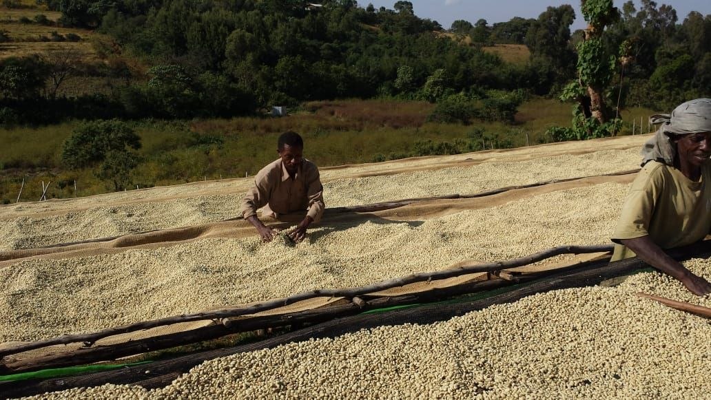 Café & Processing Operations