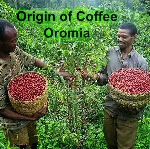 Coffee Farmers