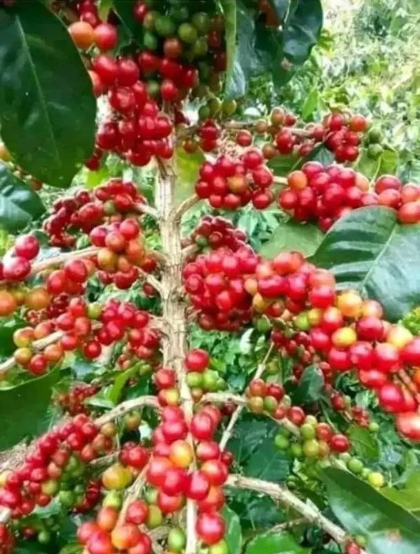 Lush branches laden with vibrant ripe red coffee cherries