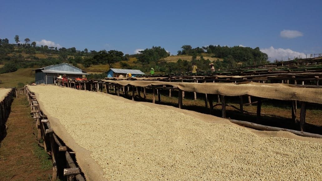 Expansive raised drying beds on Ethiopian mountain hillsides