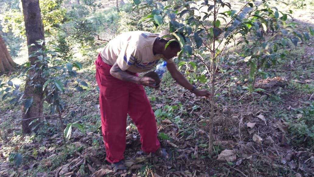Coffee specialist inspecting tree health on the farm